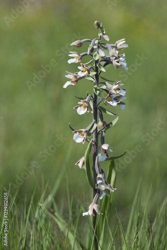 Marsh Helleborine (Epipactis palustris), Emsland, Lower Saxony, Germany, Europe photo