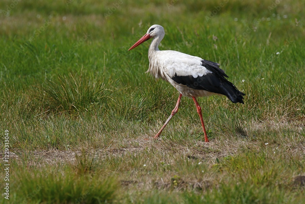 Fototapeta premium White stork (Ciconia ciconia) Old bird walks over meadow, island Usedom, Mecklenburg-Western Pomerania, Germany, Europe