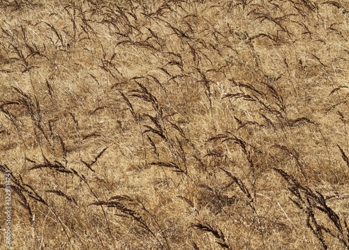 Detail of dry grass, Cadiz province, Andalusia, Spain, Europe
