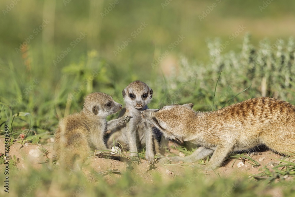 Fototapeta premium Suricates (Suricata suricatta), female grooming one of its two young, at their burrow, during the rainy season in green surroundings, Kalahari Desert, Kgalagadi Transfrontier Park, South Africa, Africa