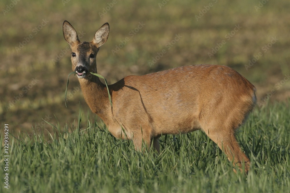 Roe deer (Capreolus capreolus), female, in oat field (Avena fatua) Roe deer (Capreolus capreolus), female, in oat field (Avena fatua)