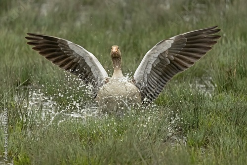 Принти на полотні Greylag goose (Anser anser) flying, Germany, Europe