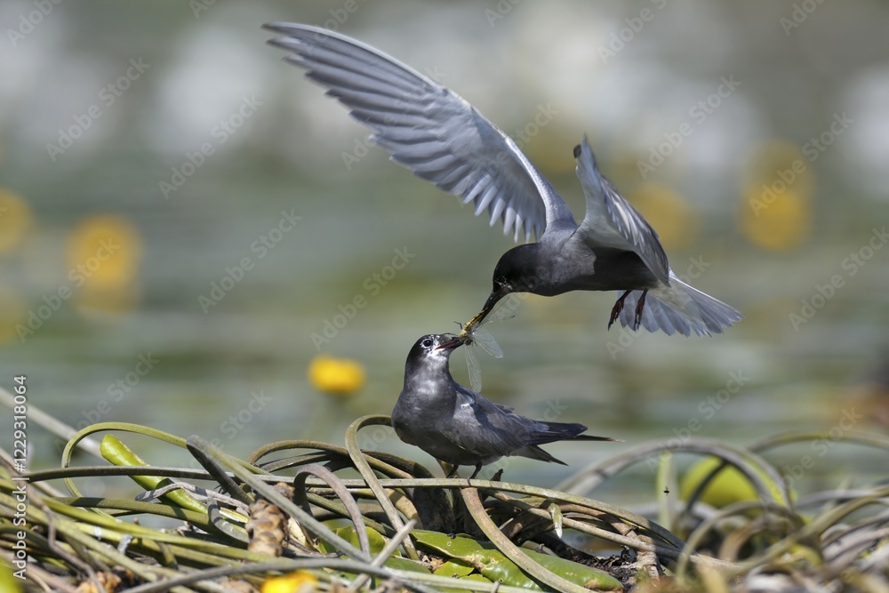custom made wallpaper toronto digitalBlack tern (Chlidonias niger), courtship feeding, male presents female large dragonfly in nest, Nature Park Peental, Mecklenburg-Western Pomerania, Germany, Europe