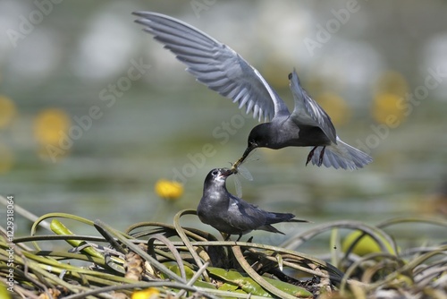 Wallpaper Mural Black tern (Chlidonias niger), courtship feeding, male presents female large dragonfly in nest, Nature Park Peental, Mecklenburg-Western Pomerania, Germany, Europe Torontodigital.ca