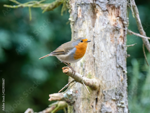 Rotkehlchen (Erithacus rubecula) photo