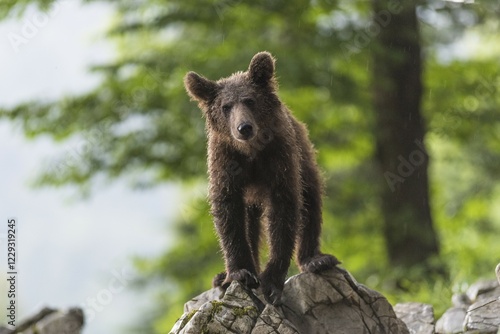 European Brown bear (Ursus arctos), in the forest, young animal, Notranjska region, Slovenia, Europe photo