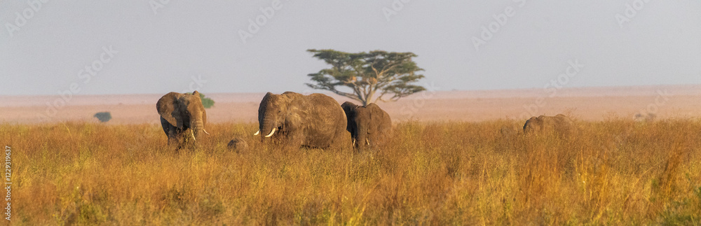 Obraz premium A herd of African Elephants -Loxodonta Africana- grazing in the Serengeti, Tanzania, during the golden hour around sunset