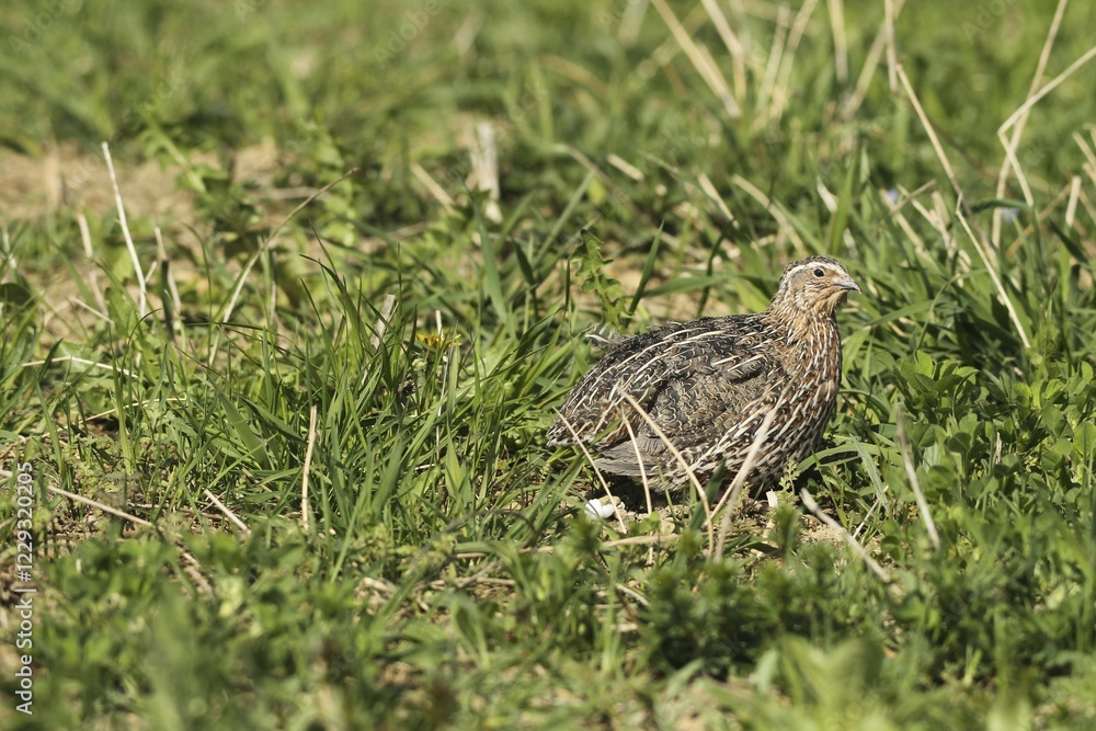 Common quail (Coturnix coturnix) in field, Lower Austria, Austria, Europe Common quail (Coturnix coturnix) in field, Lower Austria, Austria, Europe