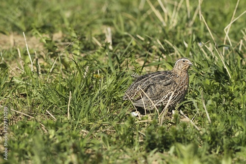 Common quail (Coturnix coturnix) in field, Lower Austria, Austria, Europe photo