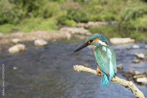 Perched kingfisher (Alcedo atthis), Hesse, Germany, Europe photo