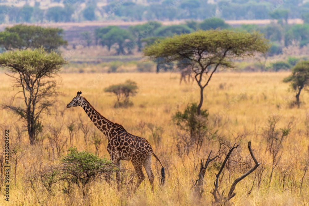 Fototapeta premium Close-up of a young Masai Giraffe - Giraffa tippelskirchi- walking across the Serengeti, Tanzania