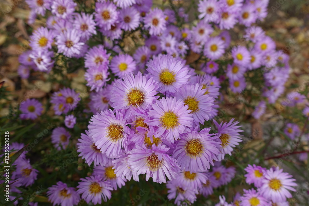 Copious amount of pink flowers of Michaelmas daisies in October Copious amount of pink flowers of Michaelmas daisies in October