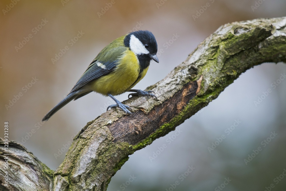 Great tit (Parus major), sitting on a branch, Emsland, Lower Saxony, Germany, Europe Great tit (Parus major), sitting on a branch, Emsland, Lower Saxony, Germany, Europe