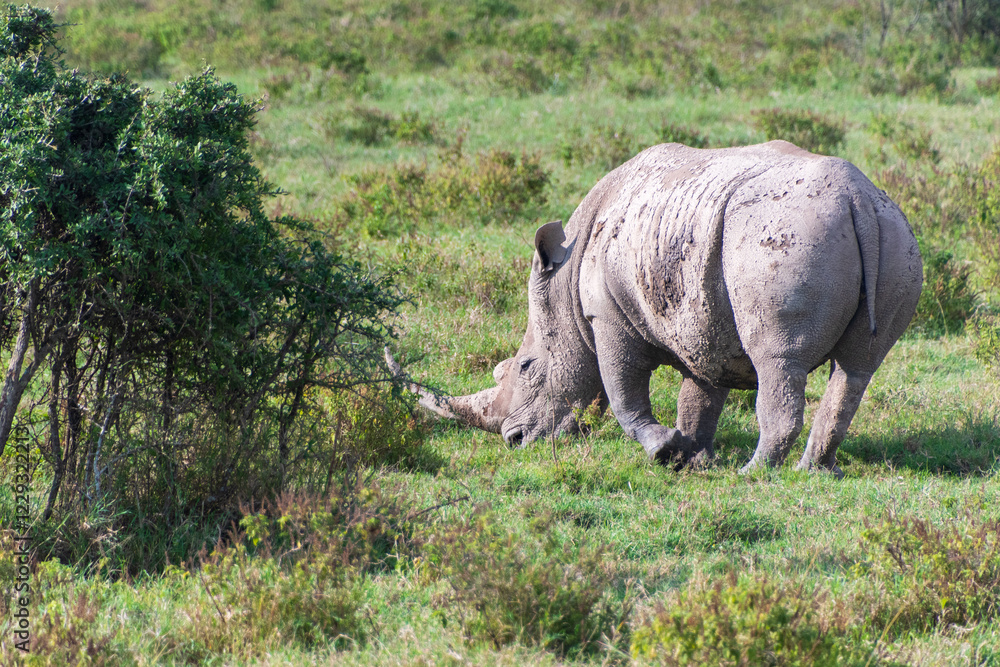 Close-up of an encounter with a White Rhinoceros -Ceratotherium simum- in Lake Nakuru national park, Kenya. Close-up of an encounter with a White Rhinoceros -Ceratotherium simum- in Lake Nakuru national park, Kenya.
