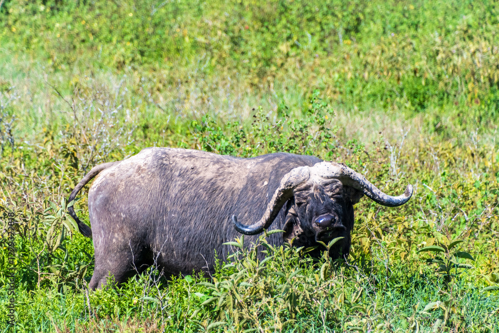Obraz premium Telephoto of a Cape Buffalo -Syncerus caffer- grazing in Lake Nakamuro national park, Kenya