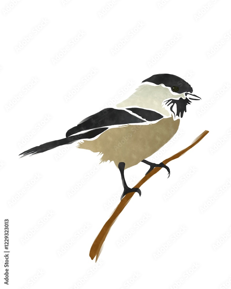Obraz premium Black Capped Chickadee bird over white background