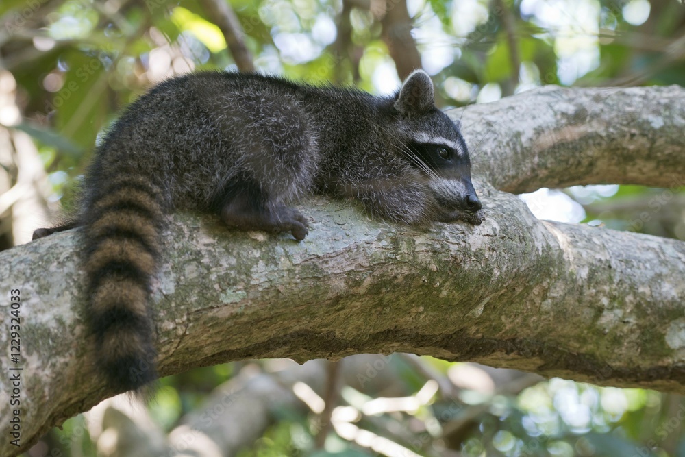 Obraz premium Raccoon (Procyon lotor) lying on a tree branch in the tree, Manuel Antonio National Park, Puntarenas Province, Costa Rica, Central America