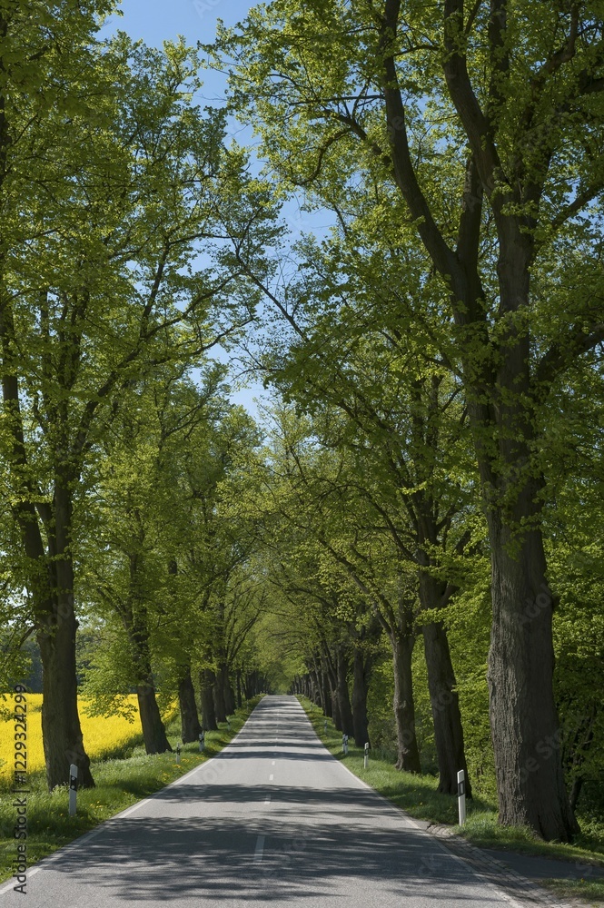 Largeleaf linden (Tilia platyphyllos) avenue next to rapeseed field, country road, Mecklenburg-Western Pomerania, Germany, Europe Largeleaf linden (Tilia platyphyllos) avenue next to rapeseed field, country road, Mecklenburg-Western Pomerania, Germany, Europe