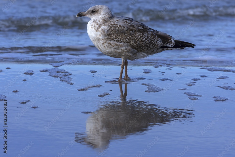 Obraz premium Yellow-legged gull (Larus michahellis), water reflection in the shallow waters of the Baltic Sea, Darß, Mecklenburg-Western Pomerania, Germany, Europe