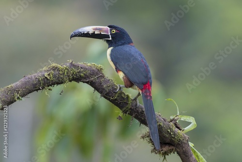 Collared aracari (Pteroglossus torquatus) sitting on branch, Costa Rica, Central America photo