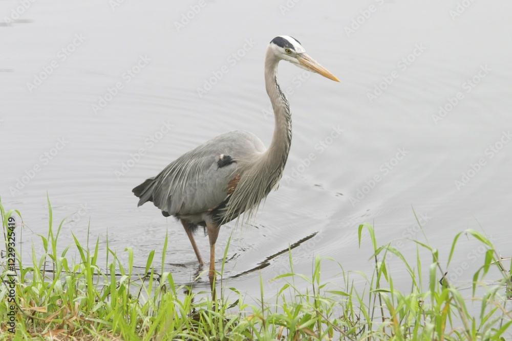 Fototapeta premium Gray heron Ardea cinerea