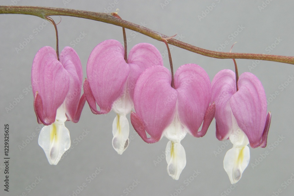 Fototapeta premium Four Gold Hearts Dicentra spectabilis