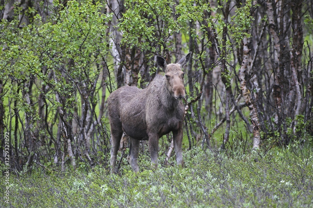 Fototapeta premium Elk (Alces alces), cow in front of birch forest, Lapland, Norway, Europe