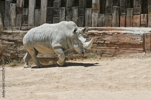 White rhinoceros or Square-lipped rhinoceros (Ceratotherium simum) in captivity, Central Africa photo