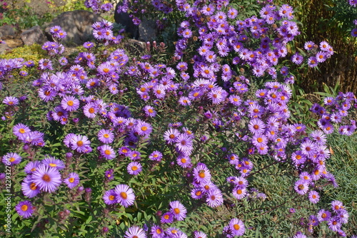 Abundant purple flowers of Symphyotrichum novae-angliae with bees in mid October photo