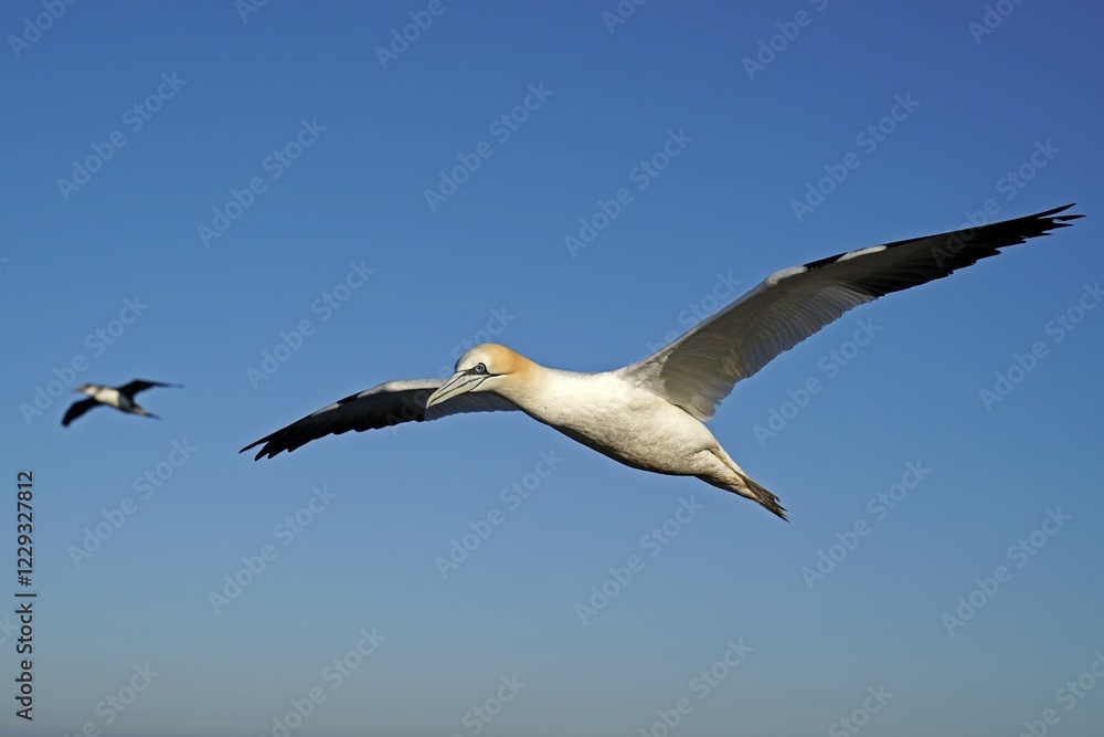 Obraz premium Northern gannet (Sula bassana) flying, Helgoland, Schleswig-Holstein, Germany, Europe