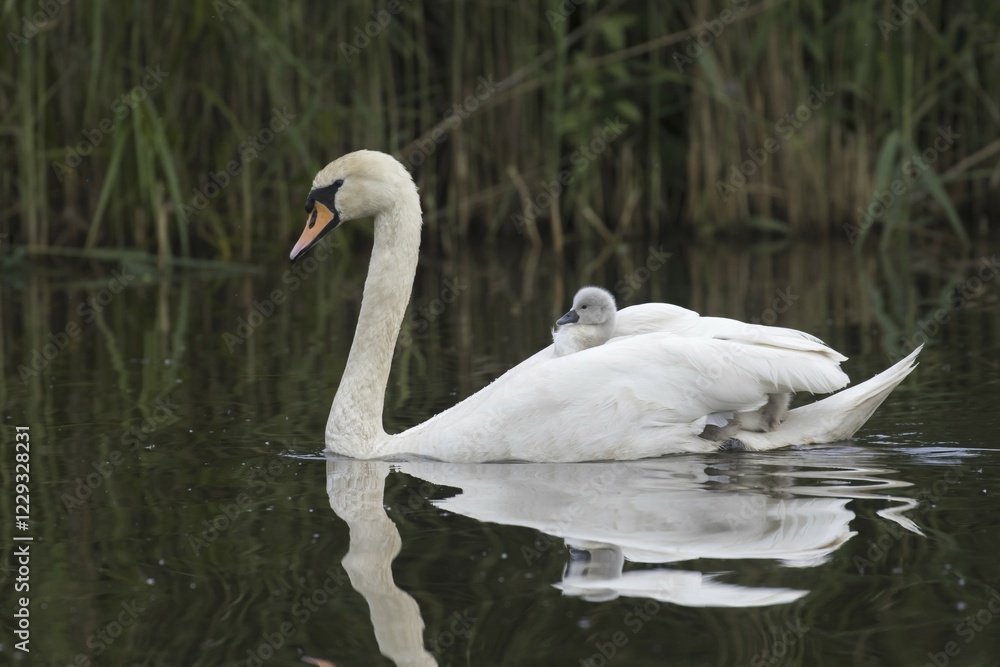 Naklejka premium Mute swan (Cygnus olor) swims with chicks in plumage, Hesse, Germany, Europe