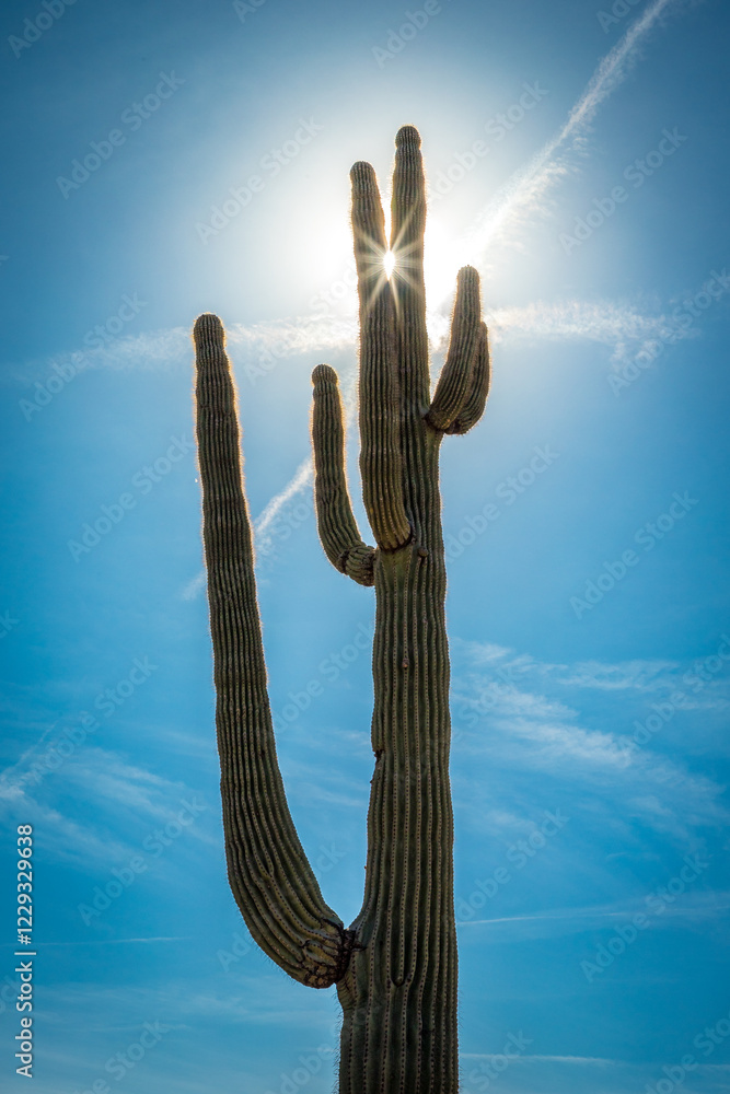 Saguaro cactus silhouette against Arizona sky