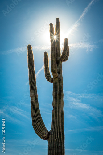 Obraz na płótnie Saguaro cactus silhouette against Arizona sky w salonie
