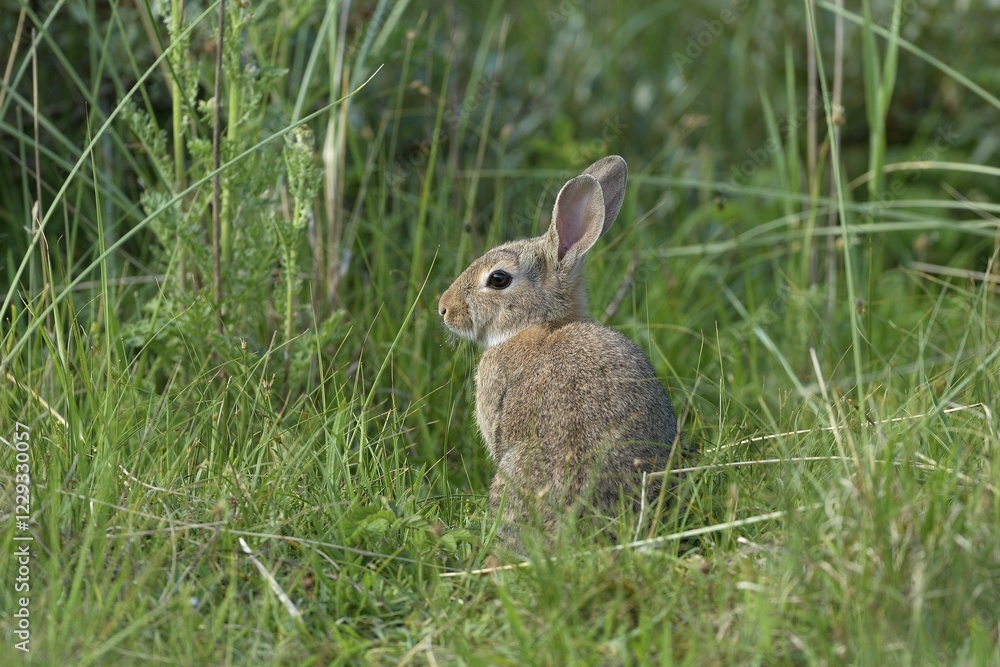 Fototapeta premium European rabbit (Oryctolagus cuniculus), Texel, North Holland, Netherlands