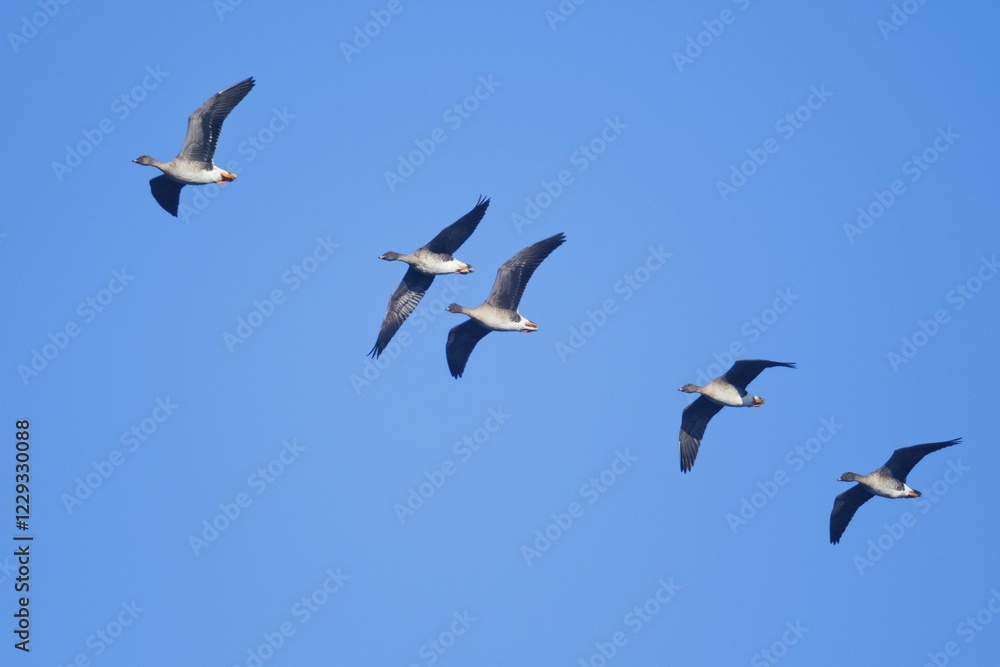 Bean Geese (Anser fabalis), group, flying, Emsland, Lower Saxony, Germany, Europe Bean Geese (Anser fabalis), group, flying, Emsland, Lower Saxony, Germany, Europe