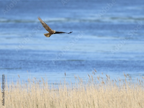 Western marsh-harrier (Circus aeruginosus), flying over reed, behind it a water area, Texel, North Holland, Netherlands photo