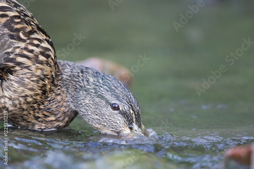 Bottom feeding mallard (Anas platyrhynchos), Hesse, Germany, Europe photo