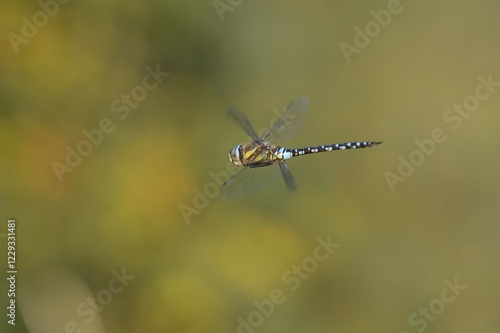 Wallpaper Mural Southern Hawker (Aeshna cyanea) in flight, North Rhine-Westphalia, Germany, Europe Torontodigital.ca
