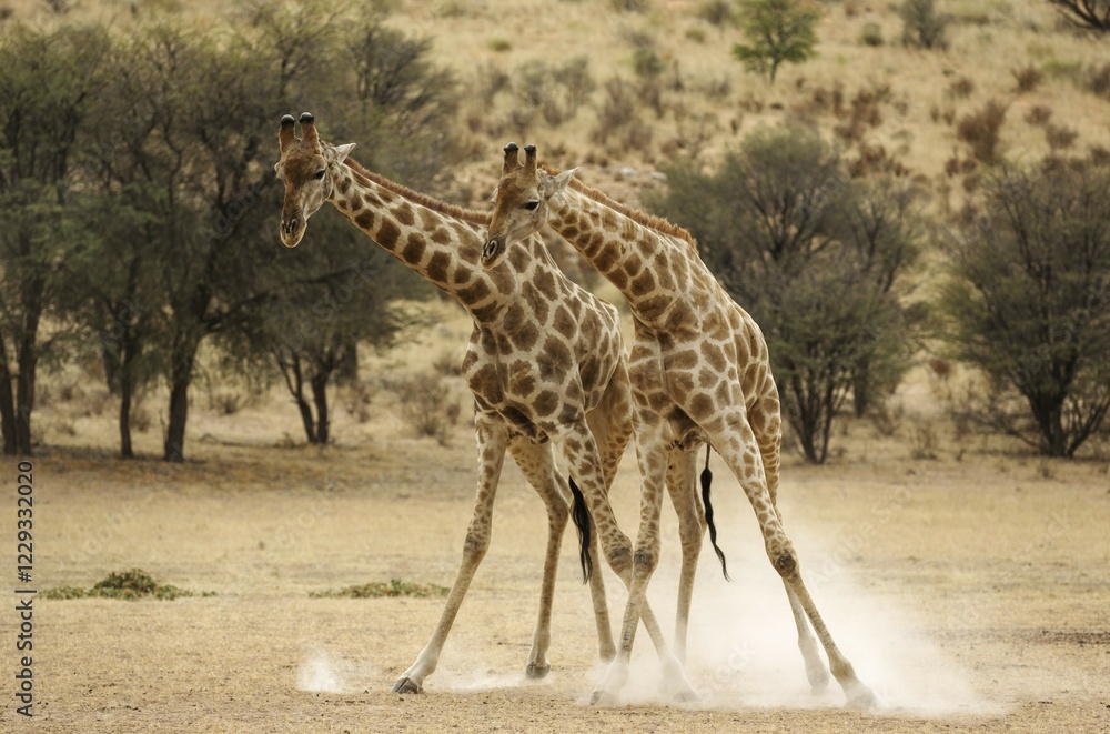 Obraz premium Southern Giraffe (Giraffa giraffa giraffa), fighting males in the dry Auob riverbed, Kalahari Desert, Kgalagadi Transfrontier Park, South Africa, Africa