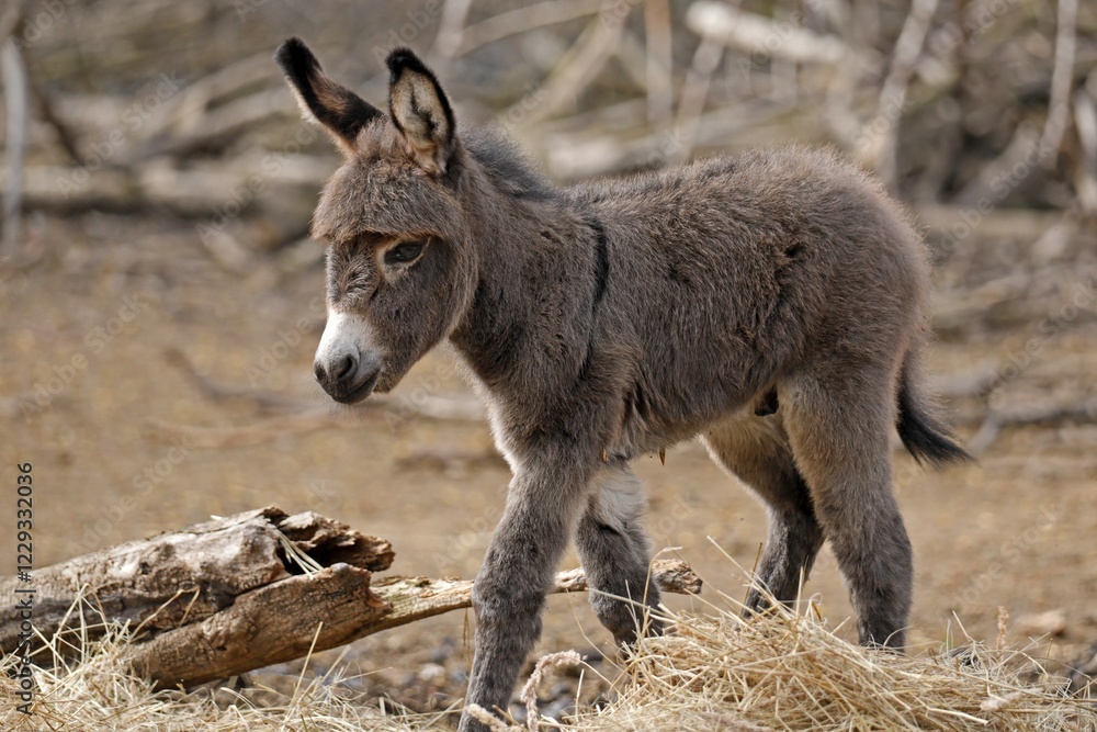Fototapeta premium Donkey (Equus asinus asinus), Austria, Europe
