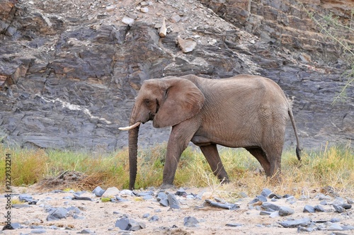 African Bush Elephant or Savanna Elephant (Loxodonta africana) walking in the dry Ugab river, Damaraland, Namibia, Africa photo