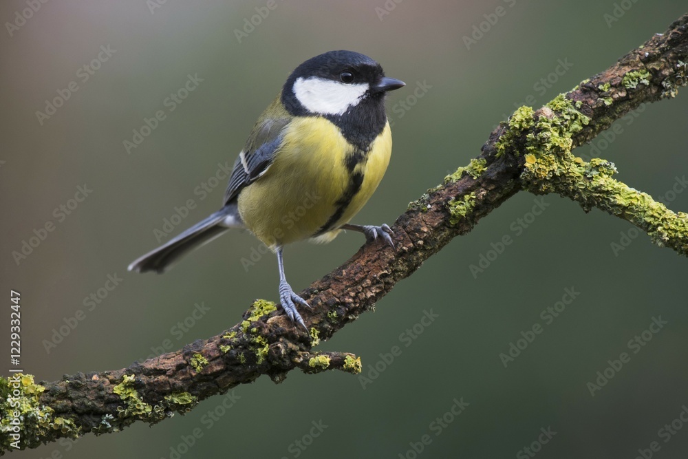 Great tit (Parus major), sitting on a branch, Emsland, Lower Saxony, Germany, Europe Great tit (Parus major), sitting on a branch, Emsland, Lower Saxony, Germany, Europe