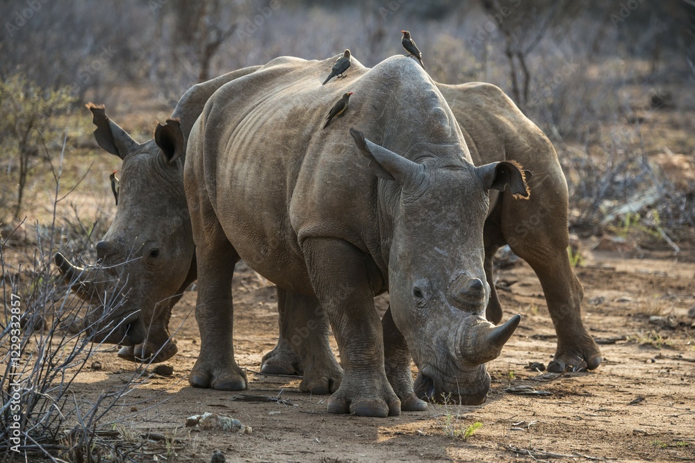 White rhino (Ceratotherium simum) with Red-billed hackers (Buphagus erythrorhynchus) on the back, Madikwe Game Reserve, North-West, South Africa, Africa White rhino (Ceratotherium simum) with Red-billed hackers (Buphagus erythrorhynchus) on the back, Madikwe Game Reserve, North-West, South Africa, Africa