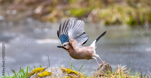 Eichelhäher (Garrulus glandarius) photo