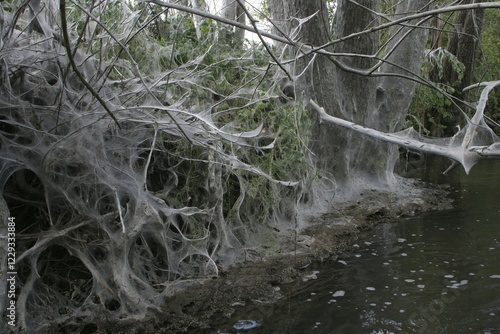 Ermine Moths (Yponomeuta evonymella) and cocoon near stream photo