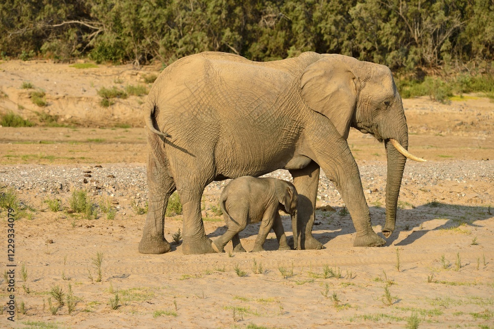 African bush elephants (Loxodonta africana), rare namibian desert elephants, cow and calf, Hoarusib River, Namib Desert, Kaokoland, Kaokoveld, Kunene Region, Namibia, Africa African bush elephants (Loxodonta africana), rare namibian desert elephants, cow and calf, Hoarusib River, Namib Desert, Kaokoland, Kaokoveld, Kunene Region, Namibia, Africa
