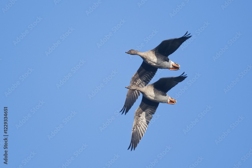 Obraz premium Bean Geese (Anser fabalis), pair, flying, Emsland, Lower Saxony, Germany, Europe