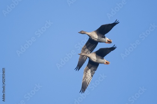 Bean Geese (Anser fabalis), pair, flying, Emsland, Lower Saxony, Germany, Europe photo