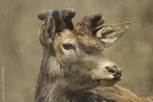 Red Deer (Cervus elaphus), Lueerwald, North Rhine-Westphalia, Germany, Europe photo