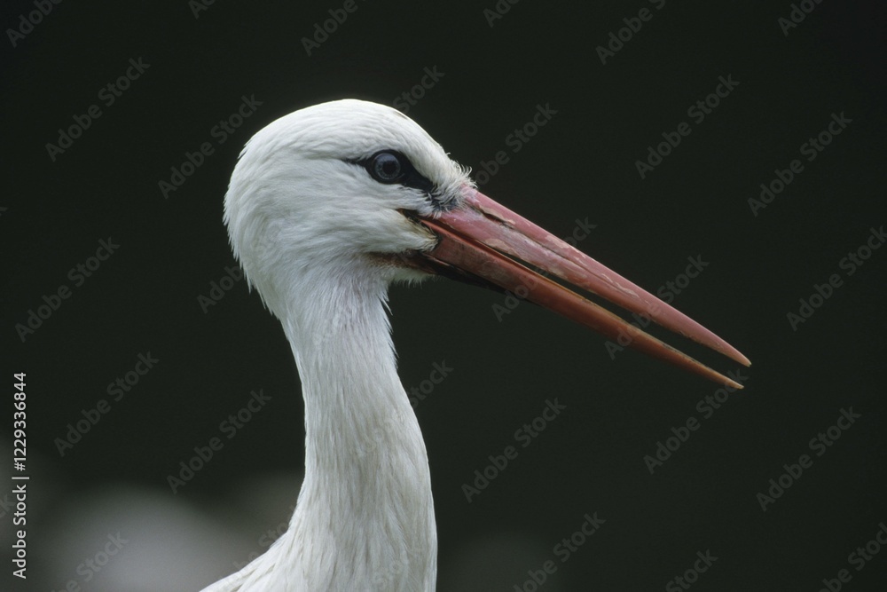 Fototapeta premium White Stork (Ciconia ciconia)